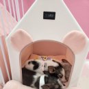 피그월드 이미지