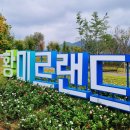 꽃 | 전라도 가을여행 추천🌸 장성 황룡강 꽃축제 후기