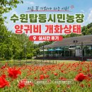경기도 수원시 권선구 서호로 137-5 (서둔동) | 지금 꼭 가봐야 하는 이유 수원탑동시민농장 양귀비 개화상태 실시간 후기 카페폴룩 데이트 코스 추천