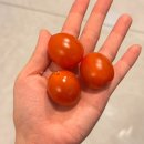 느낌표 | 의정부 위고비 대신 쥬비스다이어트 선택 (가격 식단)