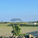 종달차경(메리골드) 이미지