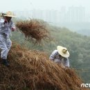 [뉴스1 PICK]'전하 시원하시나이까' 한식날 태조 건원릉 '청완 예초의' 이미지