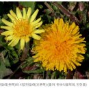 흰민들레소식 이미지