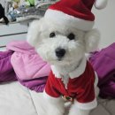 토리덴탈 | 토리의 알러지곤충사료 엔토벳 &amp;스파이더웹 덴탈바 3종 체험후기