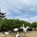 서산버드랜드 | 충남 서산 버드랜드 황새 탐조 자연생태습지 방문 후기