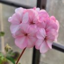 로즈화이트 이미지