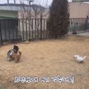 더블스테이 또또멍 애견펜션 이미지