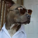 도그스타 이미지