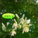 모링가 이미지