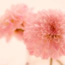 제이지니 - 고양시 일산동구 | 제이지니