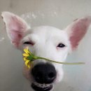 꽃개 이미지