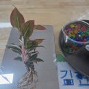 대산초등학교병설유치원 이미지