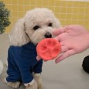 으르렁대 이미지