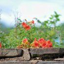 육영재 | [고성 여행/고성 출사 명소] 능소화와 돌담길이 어우러지는 학동 옛 돌담길을 걸으며