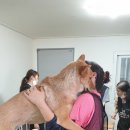 놀러와캣독 이미지