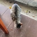 파라다이스민박 | 푸켓 피피섬 롱비치 숙소]파라다이스 리조트 피피/조식 후기