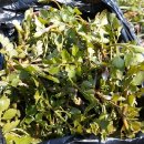 공수마을(산) 이미지