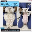 캣츠문(고양이 미용, 호텔) | 부산 고양이 미용 무냥무냥 서면점 5년째 다니는 고양이 무마취 미용