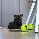 해옴동물병원 | 봄봄 동물병원 후기(군산 역세권)