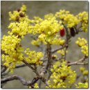 봄을 알리는 노란꽃 산수유[산채황(山菜黃)] 향연 이미지