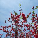 최희섭공원 | 춘덕산은 복숭아 산