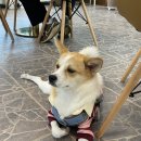 더블유 | [충남 당진카페] 당진애견카페 더블유 후기 🐶☕️