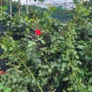 넝쿨농장 이미지