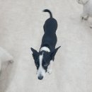 댕댕가르텐 강아지애견유치원호텔 이미지