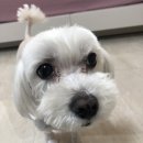 (주)엘엔티테크 | 럽마이펫 애견미용기 선물받았어용.