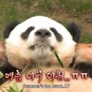 퍼피하우스 이미지