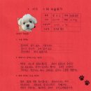 1335 | [#1335] 마음(양측 슬개골탈구 G3)의 수술후기