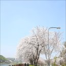 제517회 수원 광교호수공원 벚꽃길. 이미지