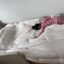 루다베딩 이미지