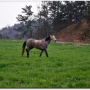 장원목장 이미지