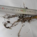 삼구사구 이미지