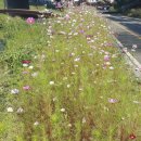 천안천9길 이미지