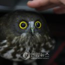 올빼미
