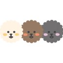 아르르(Arr) 이미지