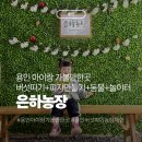 이리농장 | 용인 아이랑 가볼만한곳 은하농장 표고버섯 따기 + 피자 만들기 체험 후기 (예약,가격,주차)