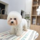 멍군애견 이미지