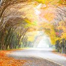 청송길R 이미지