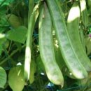 구수하니 이미지