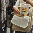 라온동물의료센터 이미지