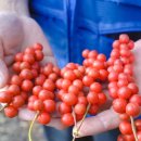 평창오미자영농조합법인 이미지