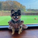 블랑샌드위치수제청광주효천점 | [효천지구 애견카페] 광주에 위치한 실내 실외 애견카페 / 반려견 키우는 사장님이 운영해서 믿고 갈 수...