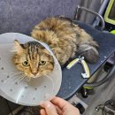 은밀하개위대하개 이미지