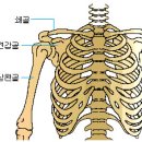 아놀드의 단기간 가슴 둘레 늘리기 비법? 이미지