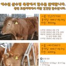 삼수령목장 이미지