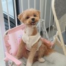 드루왕왕 이미지