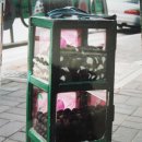 당고네 이미지